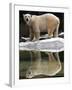 A Polar Bear Stands at the Edge of a Pool at the Bronx Zoo-null-Framed Premium Photographic Print