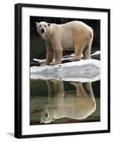 A Polar Bear Stands at the Edge of a Pool at the Bronx Zoo-null-Framed Premium Photographic Print