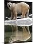 A Polar Bear Stands at the Edge of a Pool at the Bronx Zoo-null-Mounted Premium Photographic Print