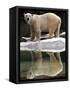 A Polar Bear Stands at the Edge of a Pool at the Bronx Zoo-null-Framed Stretched Canvas