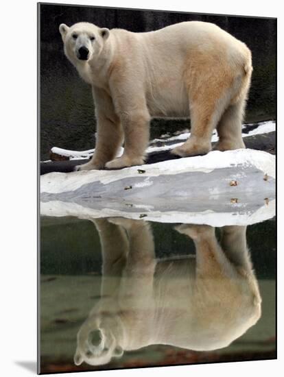 A Polar Bear Stands at the Edge of a Pool at the Bronx Zoo-null-Mounted Photographic Print