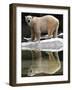A Polar Bear Stands at the Edge of a Pool at the Bronx Zoo-null-Framed Photographic Print