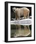 A Polar Bear Stands at the Edge of a Pool at the Bronx Zoo-null-Framed Photographic Print