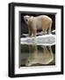 A Polar Bear Stands at the Edge of a Pool at the Bronx Zoo-null-Framed Photographic Print