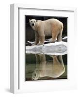 A Polar Bear Stands at the Edge of a Pool at the Bronx Zoo-null-Framed Photographic Print