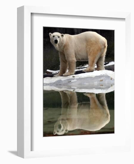 A Polar Bear Stands at the Edge of a Pool at the Bronx Zoo-null-Framed Photographic Print