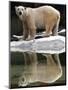 A Polar Bear Stands at the Edge of a Pool at the Bronx Zoo-null-Mounted Photographic Print