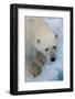 A polar bear, Ursus maritimus. North polar ice cap, Arctic Ocean-Sergio Pitamitz-Framed Photographic Print