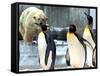 A Polar Bear Watches from His Enclosure While Some King Penguins Walk by at the Zoo-null-Framed Stretched Canvas