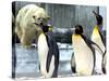 A Polar Bear Watches from His Enclosure While Some King Penguins Walk by at the Zoo-null-Stretched Canvas