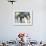 A Polar Bear Watches from His Enclosure While Some King Penguins Walk by at the Zoo-null-Framed Photographic Print displayed on a wall