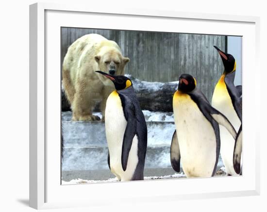 A Polar Bear Watches from His Enclosure While Some King Penguins Walk by at the Zoo-null-Framed Photographic Print