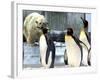 A Polar Bear Watches from His Enclosure While Some King Penguins Walk by at the Zoo-null-Framed Photographic Print