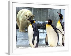 A Polar Bear Watches from His Enclosure While Some King Penguins Walk by at the Zoo-null-Framed Photographic Print