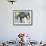 A Polar Bear Watches from His Enclosure While Some King Penguins Walk by at the Zoo-null-Framed Photographic Print displayed on a wall