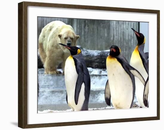 A Polar Bear Watches from His Enclosure While Some King Penguins Walk by at the Zoo-null-Framed Photographic Print