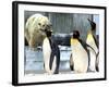 A Polar Bear Watches from His Enclosure While Some King Penguins Walk by at the Zoo-null-Framed Photographic Print