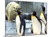 A Polar Bear Watches from His Enclosure While Some King Penguins Walk by at the Zoo-null-Mounted Photographic Print