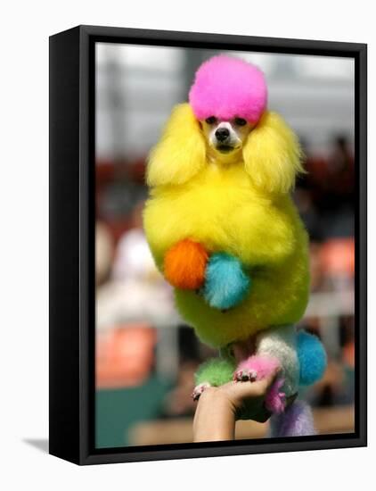 A Poodle Named Peter is Posed on its Owner's Hand During Competition at the World Dog Exhibition-null-Framed Stretched Canvas