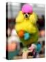 A Poodle Named Peter is Posed on its Owner's Hand During Competition at the World Dog Exhibition-null-Stretched Canvas