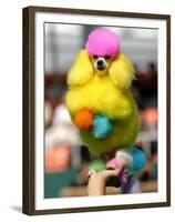 A Poodle Named Peter is Posed on its Owner's Hand During Competition at the World Dog Exhibition-null-Framed Premium Photographic Print