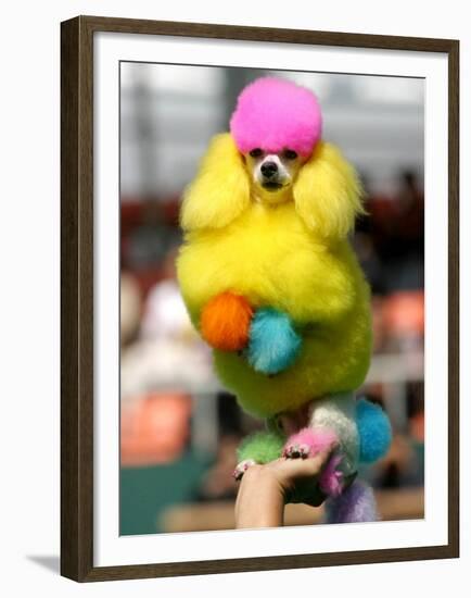 A Poodle Named Peter is Posed on its Owner's Hand During Competition at the World Dog Exhibition-null-Framed Premium Photographic Print