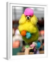 A Poodle Named Peter is Posed on its Owner's Hand During Competition at the World Dog Exhibition-null-Framed Premium Photographic Print