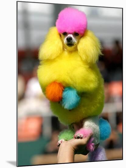 A Poodle Named Peter is Posed on its Owner's Hand During Competition at the World Dog Exhibition-null-Mounted Premium Photographic Print