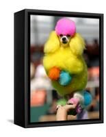 A Poodle Named Peter is Posed on its Owner's Hand During Competition at the World Dog Exhibition-null-Framed Stretched Canvas