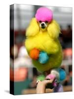 A Poodle Named Peter is Posed on its Owner's Hand During Competition at the World Dog Exhibition-null-Stretched Canvas