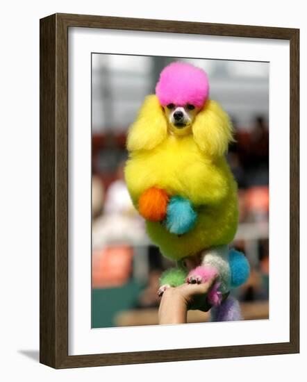 A Poodle Named Peter is Posed on its Owner's Hand During Competition at the World Dog Exhibition-null-Framed Photographic Print