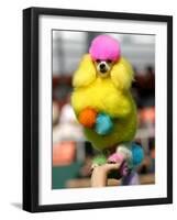 A Poodle Named Peter is Posed on its Owner's Hand During Competition at the World Dog Exhibition-null-Framed Photographic Print