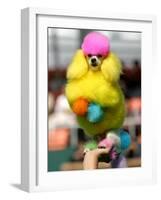 A Poodle Named Peter is Posed on its Owner's Hand During Competition at the World Dog Exhibition-null-Framed Photographic Print