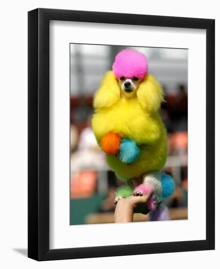 A Poodle Named Peter is Posed on its Owner's Hand During Competition at the World Dog Exhibition-null-Framed Photographic Print