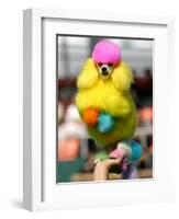 A Poodle Named Peter is Posed on its Owner's Hand During Competition at the World Dog Exhibition-null-Framed Photographic Print