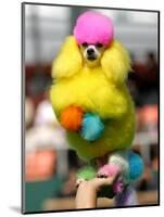 A Poodle Named Peter is Posed on its Owner's Hand During Competition at the World Dog Exhibition-null-Mounted Photographic Print