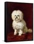 A Poodle-Henriette Ronner-Knip-Framed Stretched Canvas