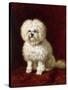 A Poodle-Henriette Ronner-Knip-Stretched Canvas