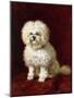 A Poodle-Henriette Ronner-Knip-Mounted Giclee Print