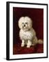 A Poodle-Henriette Ronner-Knip-Framed Giclee Print