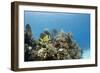 A Porkfish Swims Above a Lush Coral Head in Clear Blue Waters Off the Isle of Youth, Cuba-James White-Framed Photographic Print