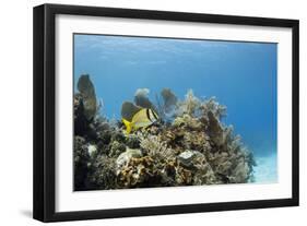 A Porkfish Swims Above a Lush Coral Head in Clear Blue Waters Off the Isle of Youth, Cuba-James White-Framed Photographic Print