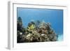 A Porkfish Swims Above a Lush Coral Head in Clear Blue Waters Off the Isle of Youth, Cuba-James White-Framed Photographic Print