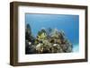 A Porkfish Swims Above a Lush Coral Head in Clear Blue Waters Off the Isle of Youth, Cuba-James White-Framed Photographic Print