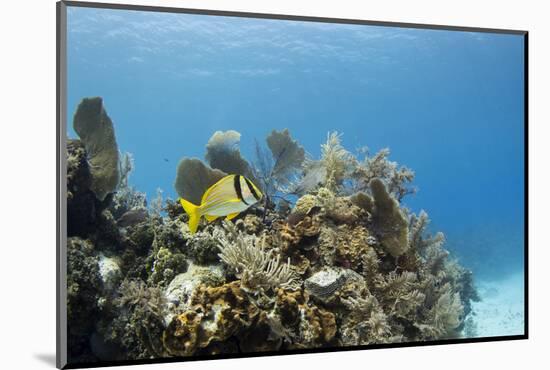 A Porkfish Swims Above a Lush Coral Head in Clear Blue Waters Off the Isle of Youth, Cuba-James White-Mounted Photographic Print