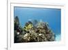 A Porkfish Swims Above a Lush Coral Head in Clear Blue Waters Off the Isle of Youth, Cuba-James White-Framed Photographic Print