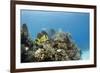 A Porkfish Swims Above a Lush Coral Head in Clear Blue Waters Off the Isle of Youth, Cuba-James White-Framed Photographic Print