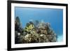 A Porkfish Swims Above a Lush Coral Head in Clear Blue Waters Off the Isle of Youth, Cuba-James White-Framed Photographic Print