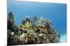 A Porkfish Swims Above a Lush Coral Head in Clear Blue Waters Off the Isle of Youth, Cuba-James White-Mounted Photographic Print