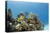 A Porkfish Swims Above a Lush Coral Head in Clear Blue Waters Off the Isle of Youth, Cuba-James White-Stretched Canvas